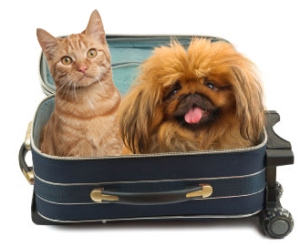 Making the Move Easy for Your Pets